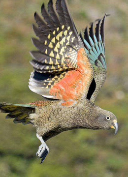 鸟喙与智慧：新西兰的智慧鸟